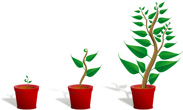 Je eigen groene oase creëren met een plantenwinkel